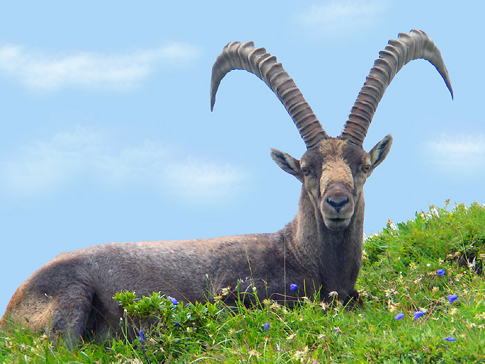 ibex / Photo: Fritz Bieri