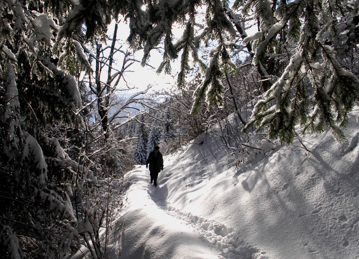 Wanderweg oberhalb Spirenwald / Foto: Heinz Rieder