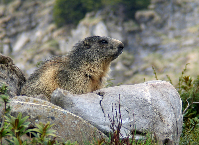 marmots / Photo: Fritz Bieri