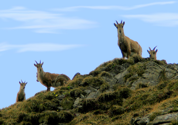 female ibexes / Photo: Fritz Bieri