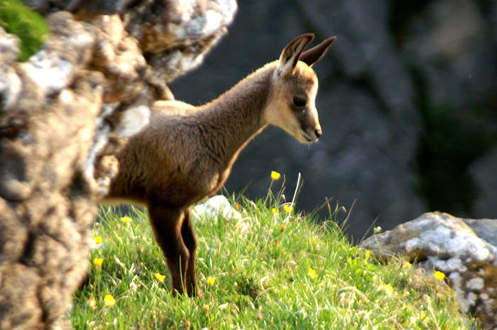 Chamois / Photo: Fritz Bieri