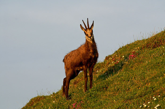 Chamois / Photo: Fritz Bieri