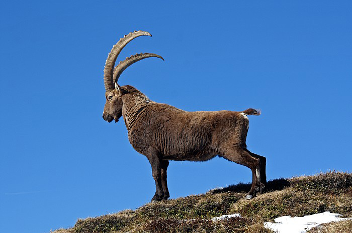 Im April 2007 - Steinbock / Foto: Heinz Rieder