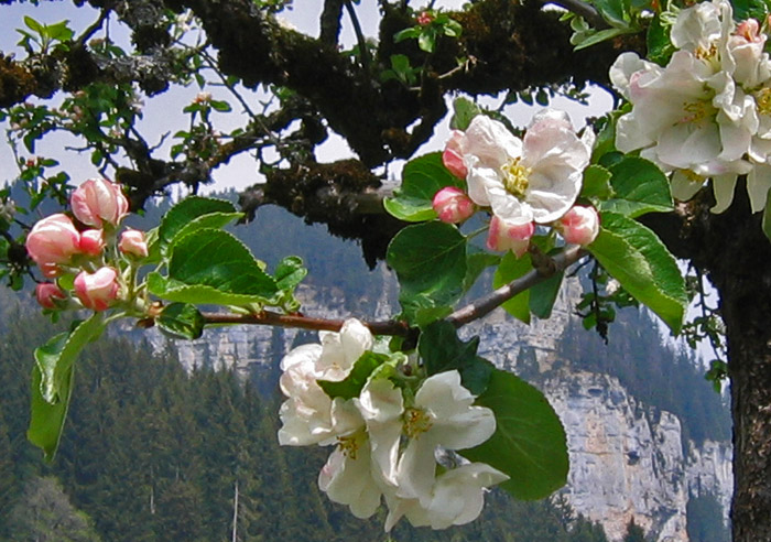 Im Mai 2007 / Apfelbaum nah / Foto: Heinz Rieder