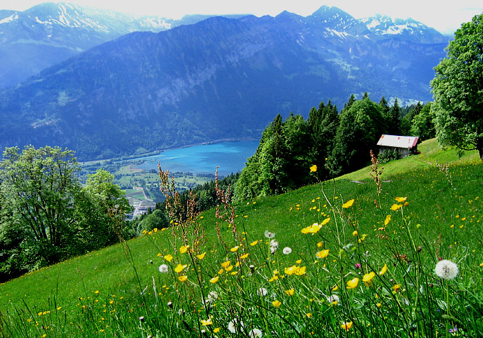 View of Lake Thun / Photo: Heinz Rieder