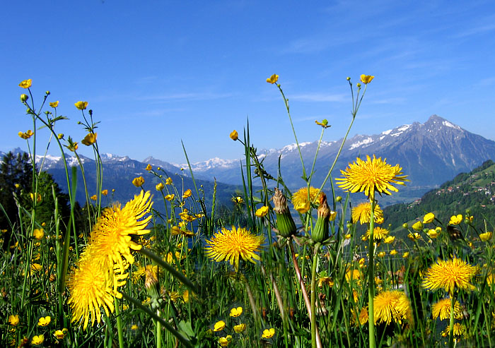 dandelion / Photo: Heinz Rieder