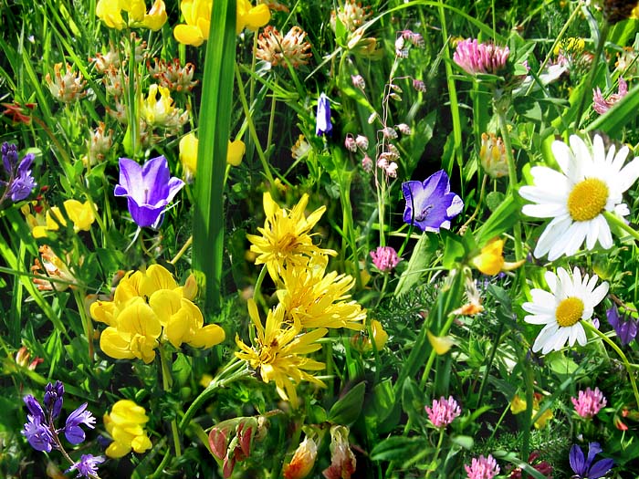 Wild flowers / Photo: Heinz Rieder