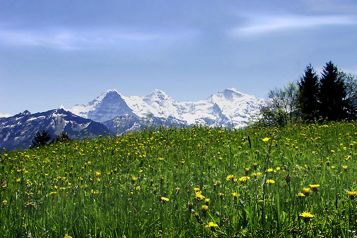 Beatenberg: Wiese mit Jungfraublick / Foto: Heinz Rieder