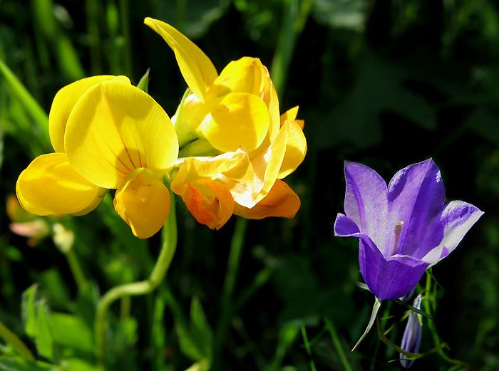 Wild flowers / Photo: Heinz Rieder