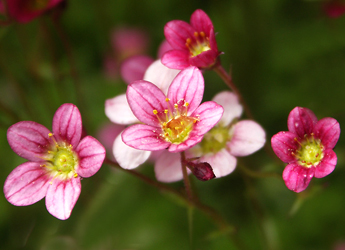 Bodenbedecker im Steingarten Foto: Heinz Rieder