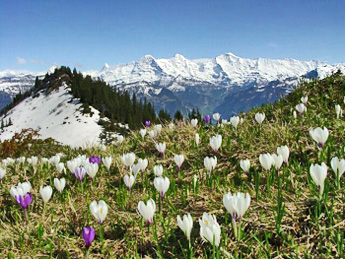 Krokusse und Jungfraumassiv / Foto: Fritz Bieri