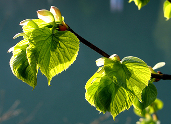 Knospen - Blätter / Foto: Fritz Bieri