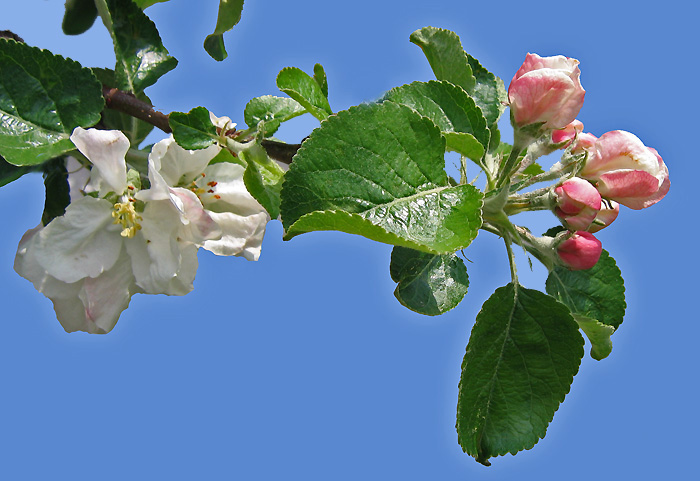Apfelblüten im April / Foto: Heinz Rieder
