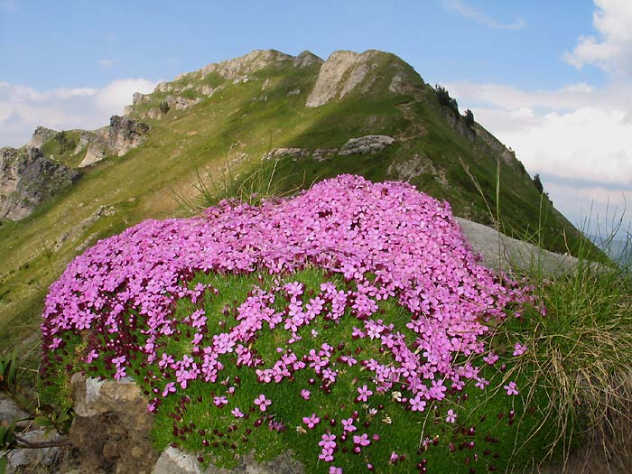 Blumenteppich / Foto: Fritz Bieri