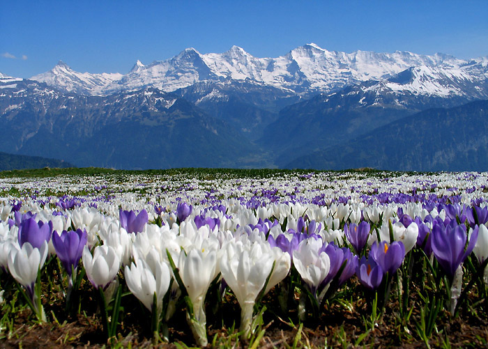 Krokusse / Foto: Fritz Bieri