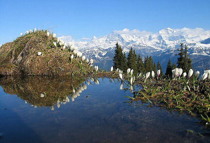 Krokusse / Foto: Fritz Bieri