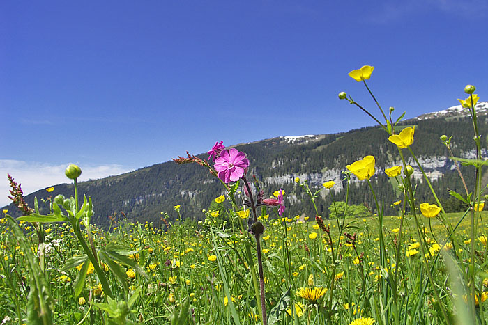 Blick zum Niederhorn / Foto: Heinz Rieder