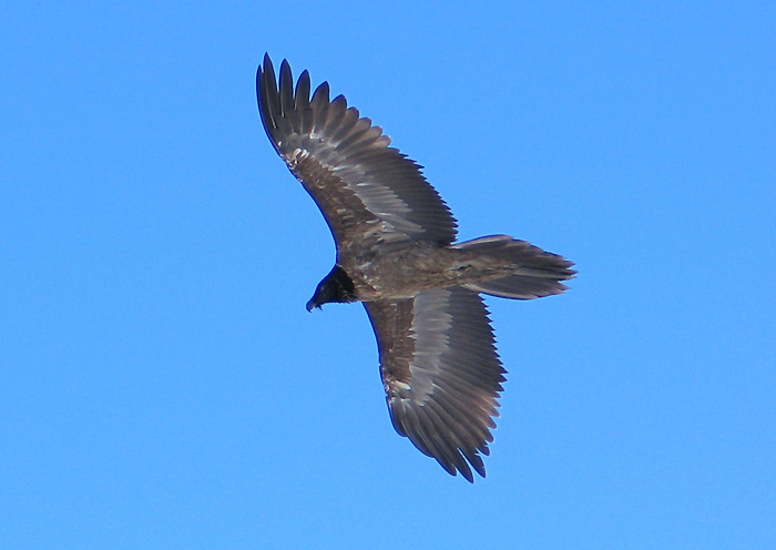 Bearded vulture / Photo: Fritz Bieri