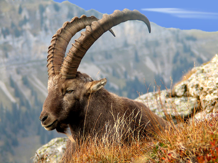 Ibex / Photo: Fritz Bieri