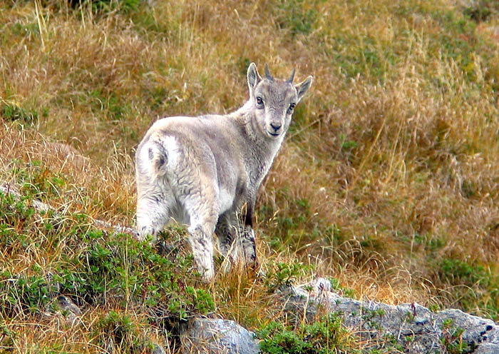 Steinbock / Foto: Fritz Bieri