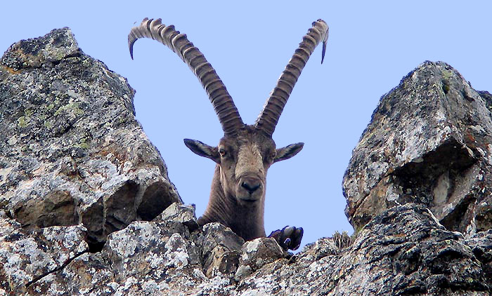 Ibex / Photo: Fritz Bieri