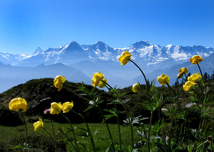 Bergblumen / Foto: Fritz Bieri