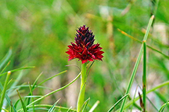 Bergblumen