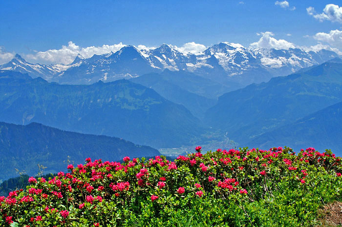 Alpenrosen (Foto: Fritz Bieri)