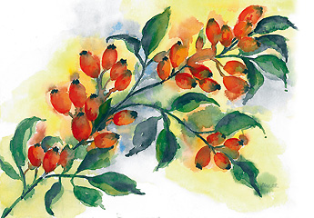 Aquarell von Eveline Steiner / Foto: Daniel Zobrist