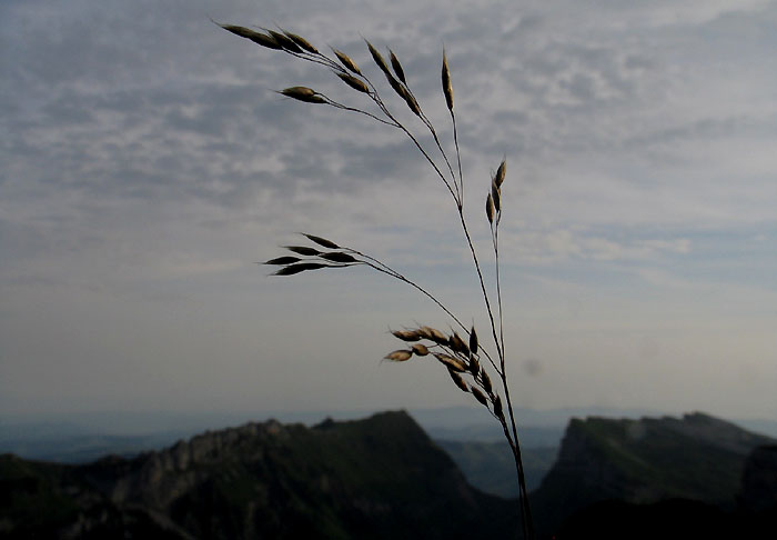 Gräser / Sichel (Foto: Fritz Bieri)