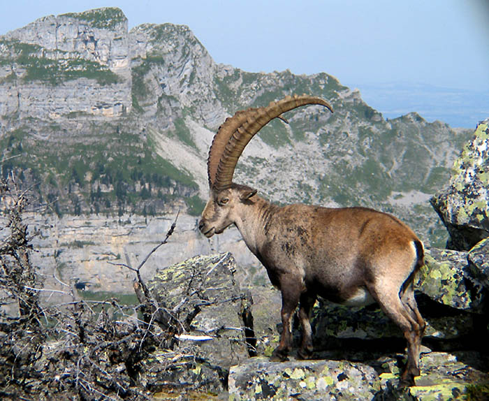 Steinbock (Foto: Fritz Bieri)