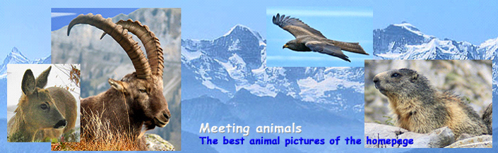 » Meeting animals / Fotos: Biei/Rieder