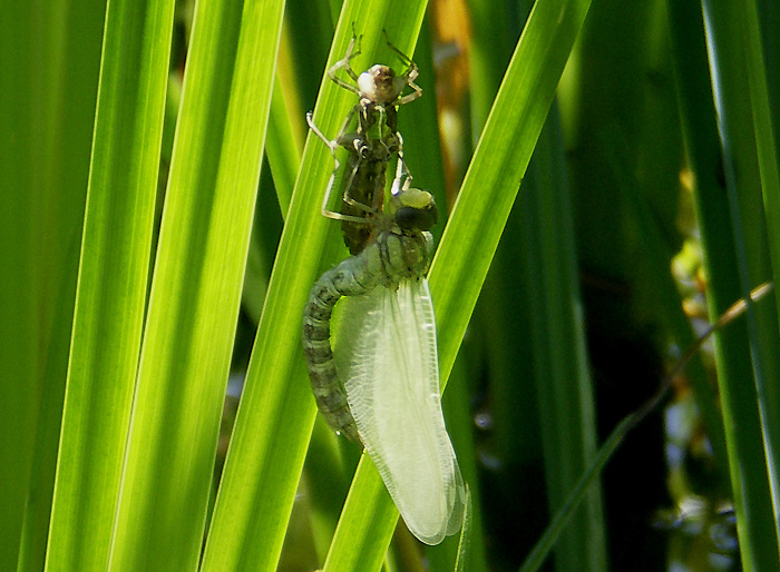 Libelle geschlüpft / Foto: Heinz Rieder