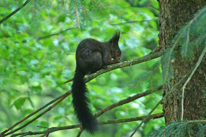 Eichhörnchen / Foto: Fritz Bieri