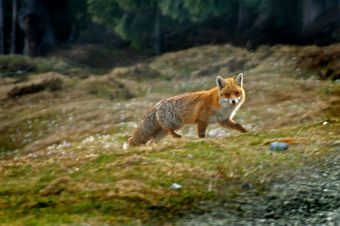 Fox / Photo: Fritz Bieri