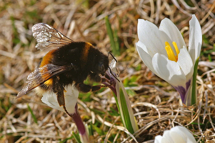 Hummel / Foto: Fritz Bieri