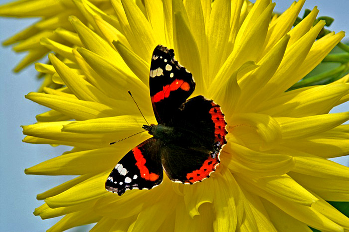 Schmetterling / Foto: Fritz Bieri