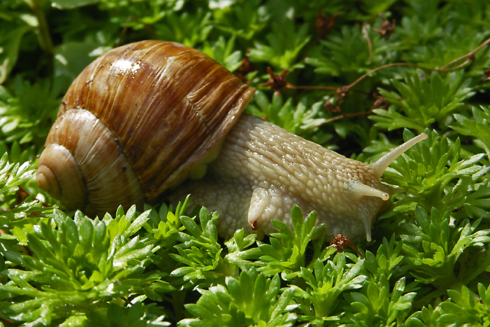 Weinbergschnecke / Foto: Heinz Rieder