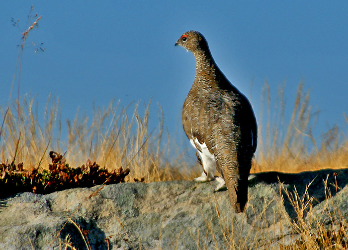 Snow grouse / Photo: Fritz Bieri