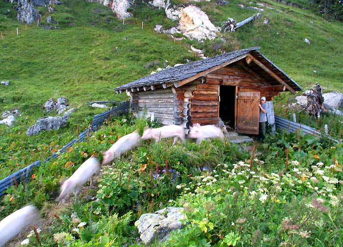 Schweinestall / Foto: Fritz Bieri
