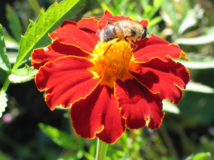 Tagetes