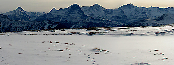 » Location: Hohseil Niederhorn / Photo: F.Bieri