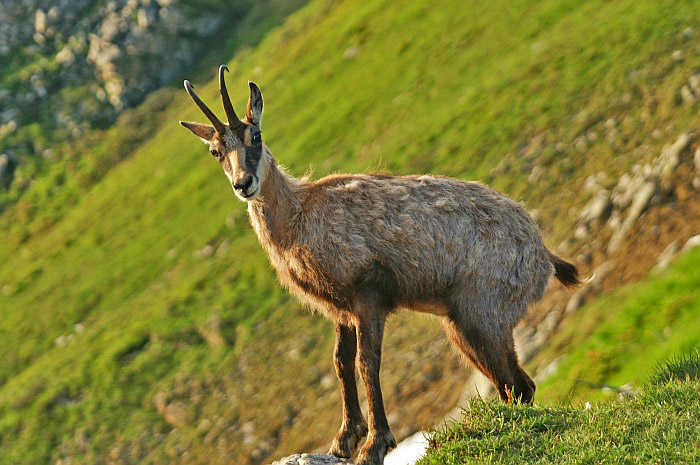 Chamois / Photo: Fritz Bieri