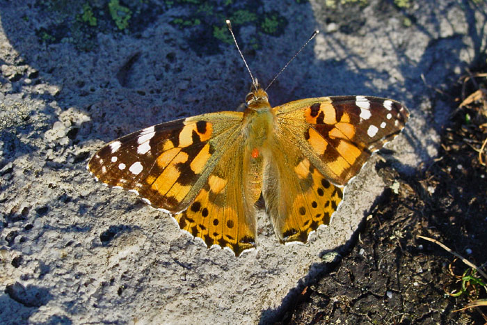 Butterfly / Distelfalter / Photo: Fritz Bieri