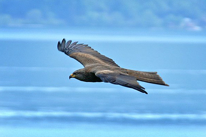 Black kite (milvus migrans) / Photo: Fritz Bieri