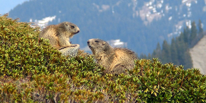 Murmeltiere Foto: Fritz Bieri