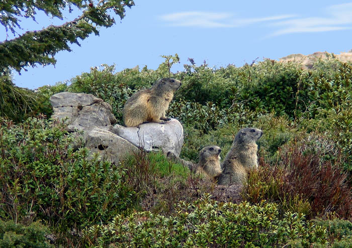 Marmots / Photo: Fritz Bieri