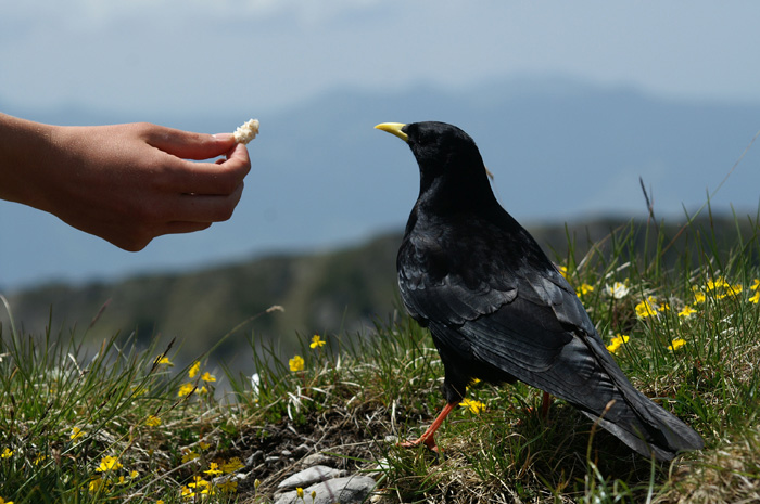 Jackdaws / Blind trust ... / Photo: Fritz Bieri