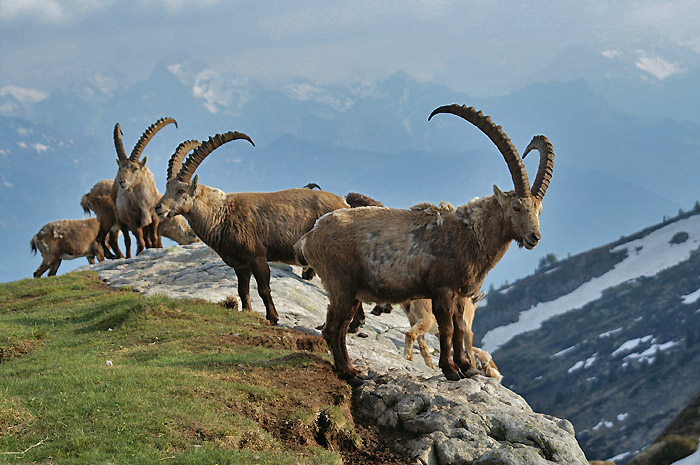 Ibexes / Photo: Fritz Bieri