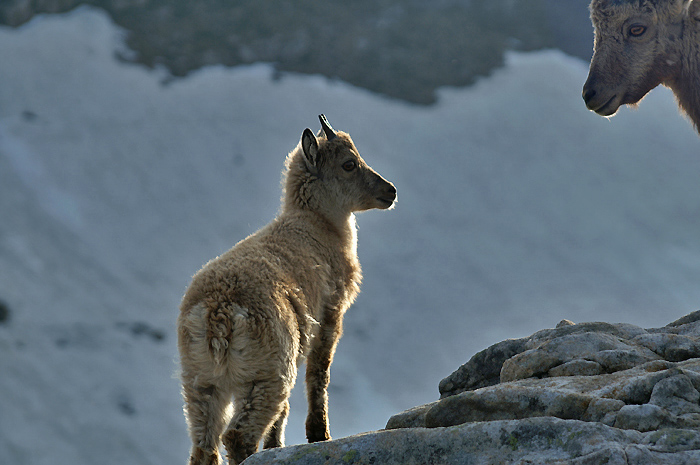 Ibex / Photo: Fritz Bieri